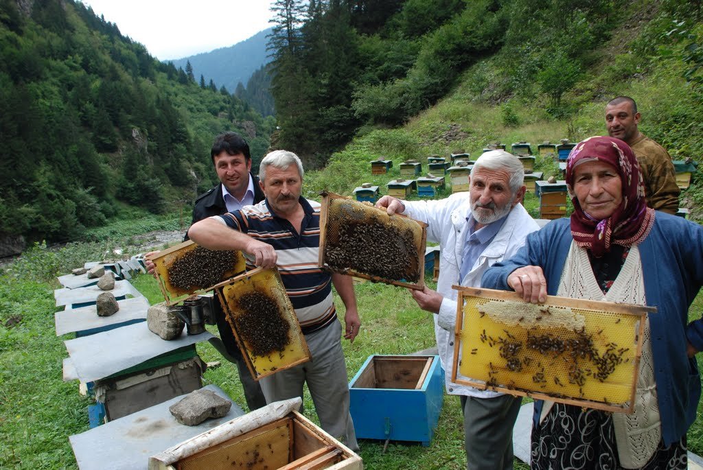 Trabzon doğal yayla görseli